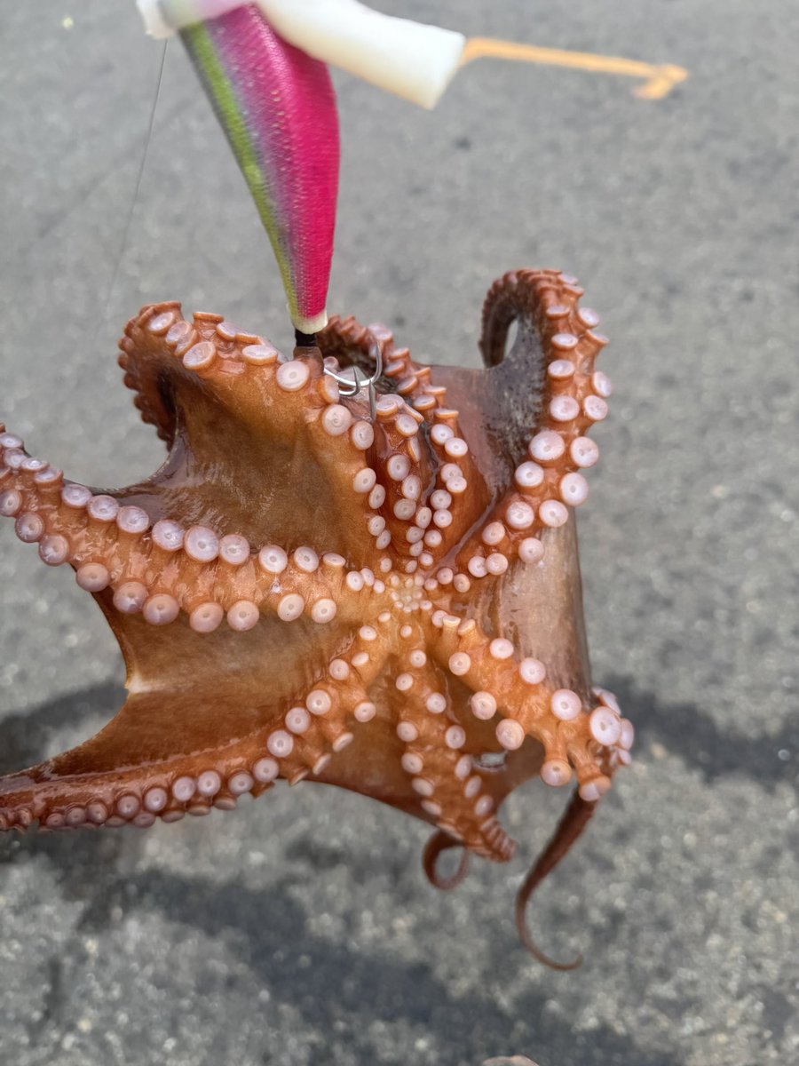 crn_bell's tweet photo. ☔️前にタコ🐙追加！まだサイズが小さいからリリース5匹。 https://t.co/HbVxpZB6iz
