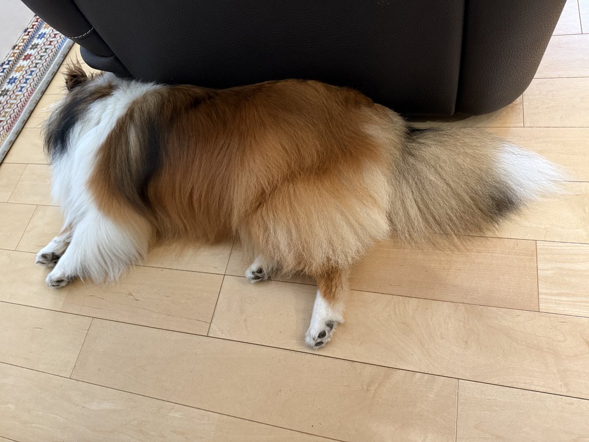 MYA_3's tweet photo. 今朝は散歩前のうんちでは物足りなかったのか散歩コースの7割をベストポジション探しに費やしていた為、普段の倍以上時間がかかったが…帰宅後満足を得てオブジェクトと化した https://t.co/n0DiNsE5nt