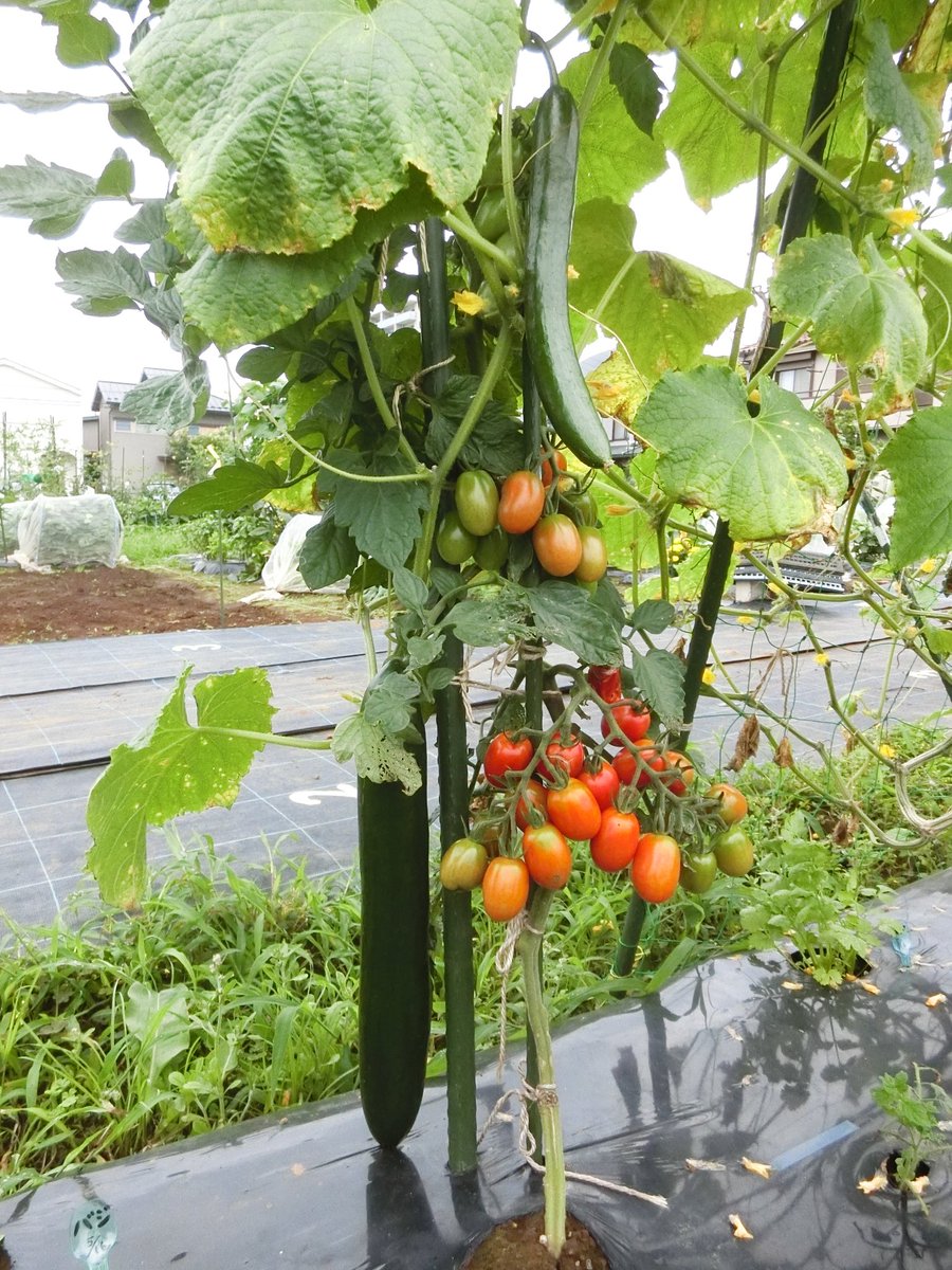 RamuneManmaru's tweet photo. 間違い探し😉🔎
↓
↓
↓
↓
↓
今年もやってしまった！
きゅうりとトマトの融合(フュージョン)🥒🍅✨

#畑
#家庭菜園
#きゅうり
#ミニトマト https://t.co/EIZVHEUk7t
