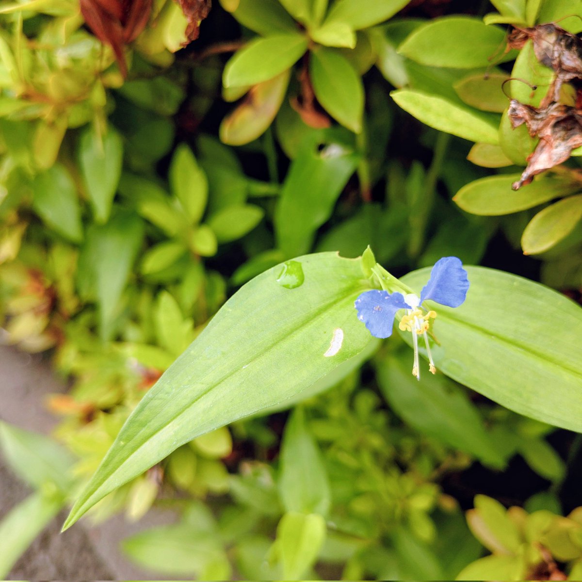 mtkisuo629's tweet photo. 今日もまだ涼しくて歩きやすい朝散歩。雨の後でツユクサも気持ちよさそう。さ､今日はのんびりしよう🦥 https://t.co/wRRQxdobsb