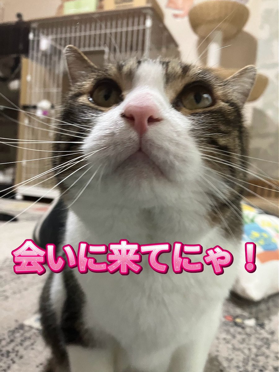 wanekocafe's tweet photo. 😺おはようございます😺今日から「はく」君のお誕生日イベントスタートです🥰
本日7月4日は12時から営業します。
はく君とかわいいみんにゃに、会いにきてね！ https://t.co/r2G2VsDrgf