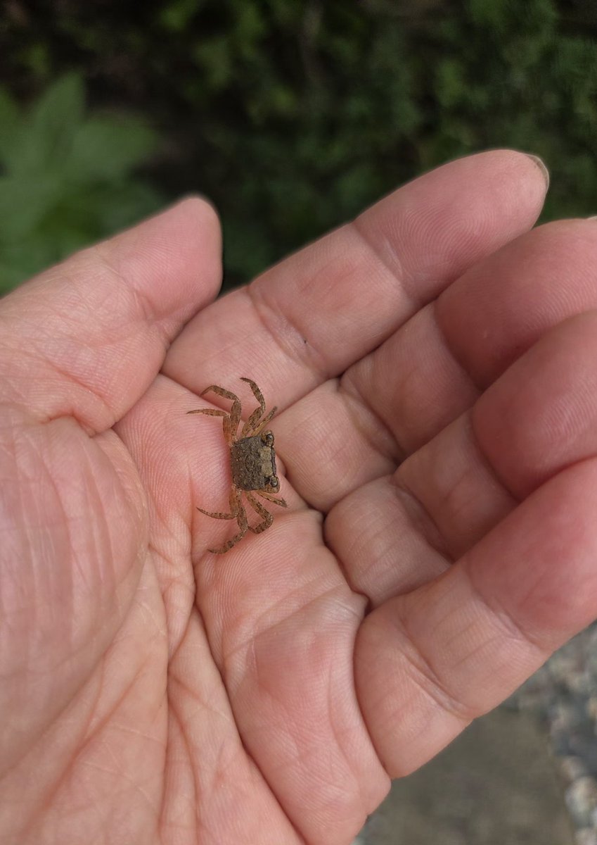 8512Momop's tweet photo. ２年連続暑すぎて🦀を見かけなかったけど今年は家に上がって来たよ～
第一号ベビーちゃん😊
アカベン🦀は　まだ見てないけど…今の所平和な夏✨ https://t.co/z0nlfkbmvF