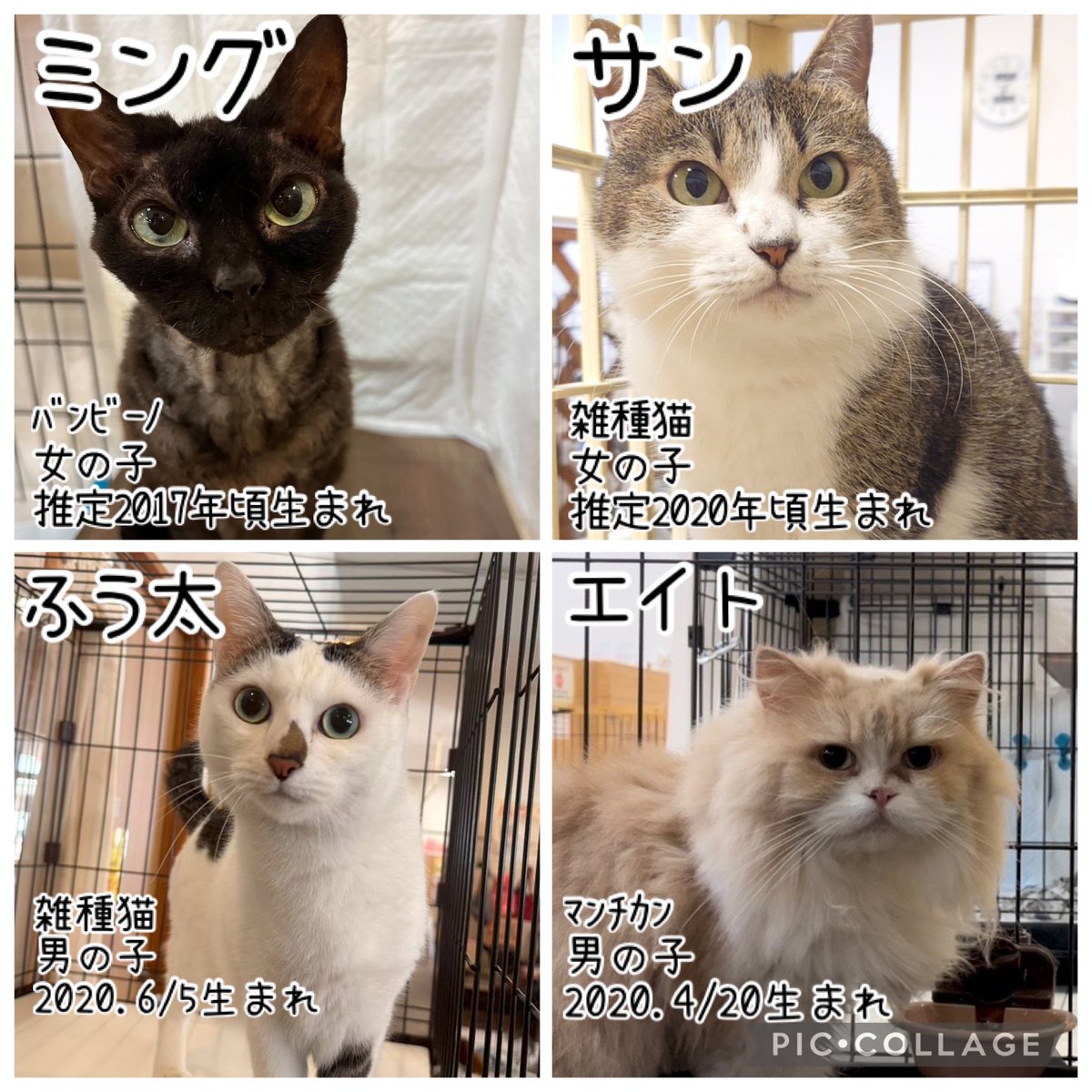 🌼#拡散希望 🌼 🏠#里親募集中 🏠 現在、保護犬カフェ印西店にて 里親