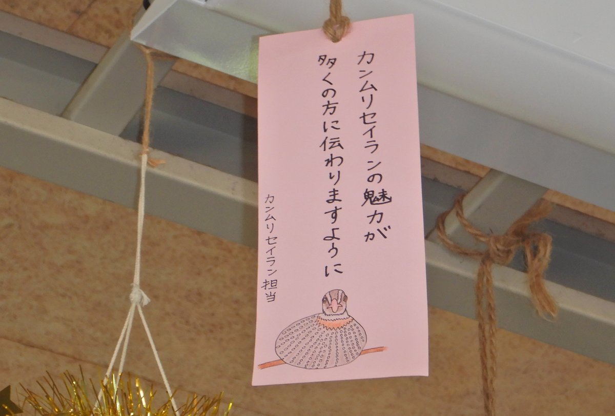 chiezo2005's tweet photo. #カンムリセイラン
#ズーラシアde七夕
#ズーラシア

鳥類最長と言われる長い尾と白いフワフワした冠羽が特徴のカンムリセイラン。
写真は昨年生まれた雛ですが、めちゃくちゃかわいかったです。
今年も雛が産まれたようですね。
#zoorasia https://t.co/KIGnovcdHy