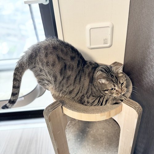 catsitterLien's tweet photo. お留守番日記を更新しました🐾

https://t.co/AFbVD5iPpa

#猫 #猫のいる暮らし #猫好きさんと繋がりたい #お留守番日記   #キャットシッター 

 #アランちゃん https://t.co/qkaCmMUQcg