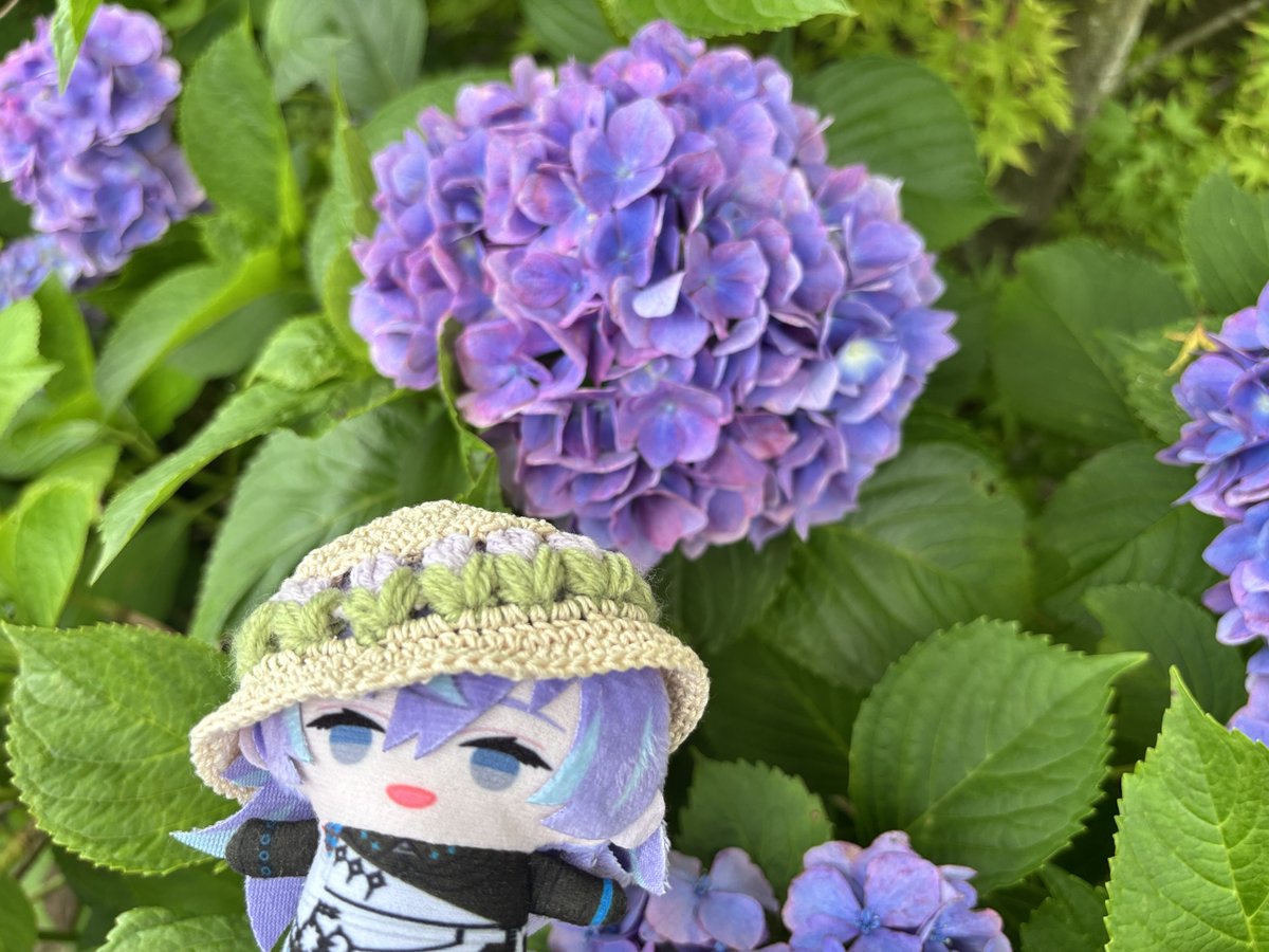 rmpg_gen's tweet photo. そんな中私は別界隈の推しと紫陽花を見ていた💐 https://t.co/gQSHkdu5FY