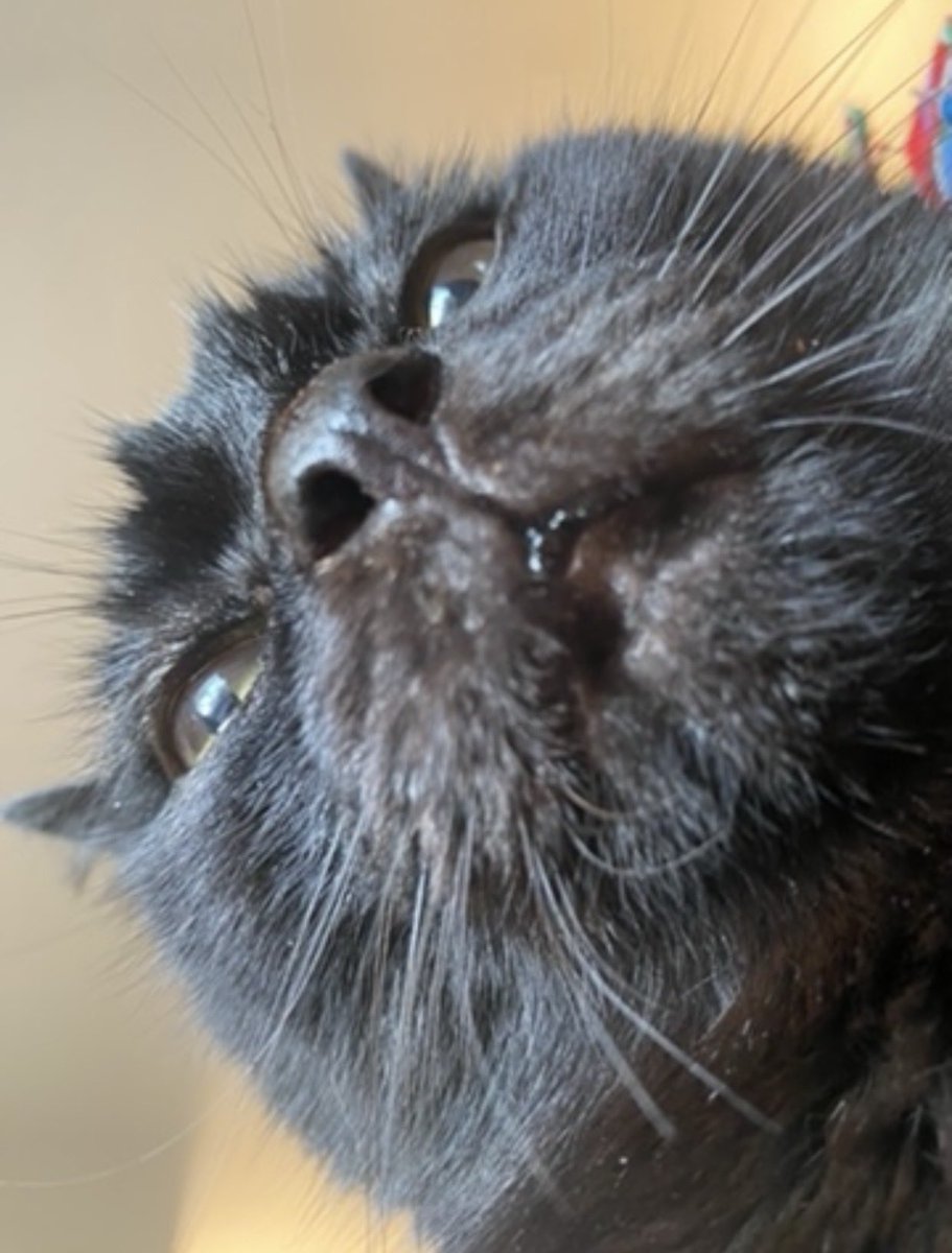 toadinny's tweet photo. black cats are the most affectionate, cute, derpy void beings to ever exist and that is not up for debate 

(also the way he’s sitting on my mouse hand is how I play halo every time) https://t.co/zXIfoHZCv7