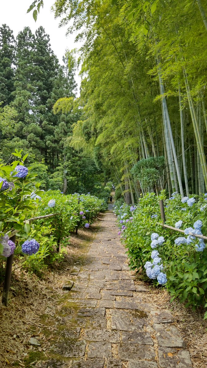 Tutuka046's tweet photo. 紫陽花見に行ってた〜！ https://t.co/27l6lnC76Y