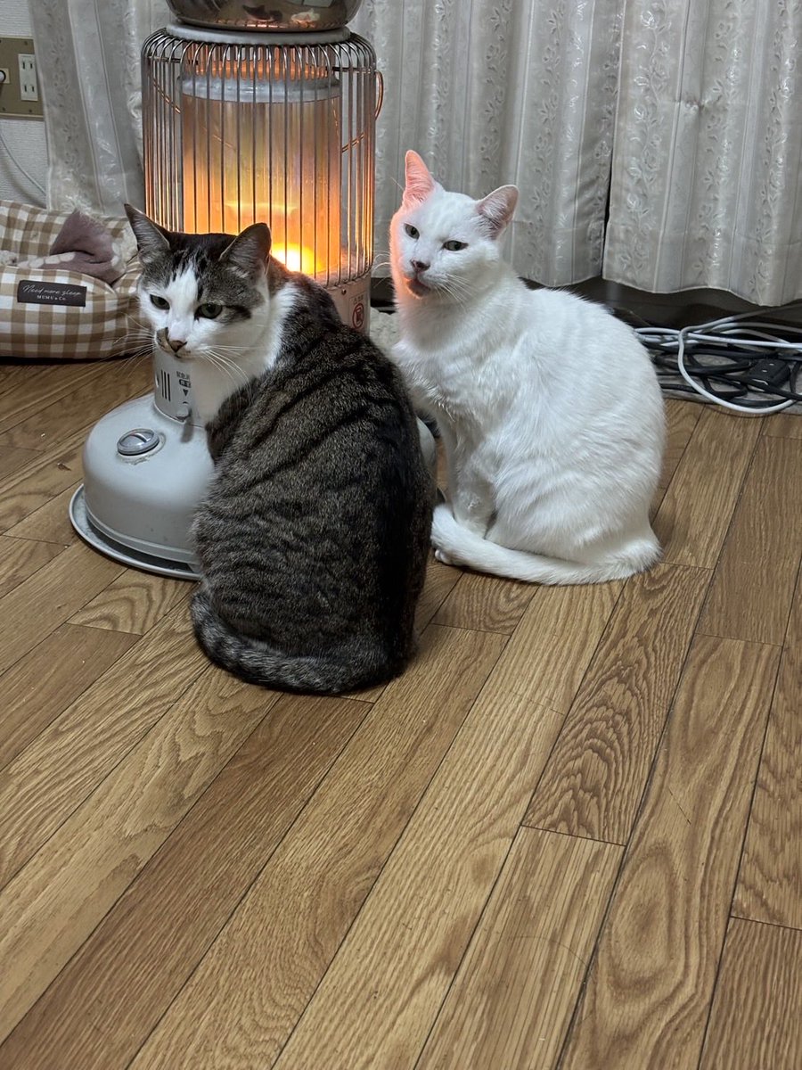miki1208_fl's tweet photo. 拡散希望

飼い主が病気で倒れ、猫が飼えないそうです。
どなたか飼ってくださるか、保護して里親を探してもらえないでしょうか？

白　オス　10歳　歯が抜けている
キジシロ（サバシロ？）　メス　8歳

去勢、避妊ずみ、病気なし
名古屋市港区です。
#拡散希望
#猫
#名古屋市 https://t.co/pAySmzuWGH