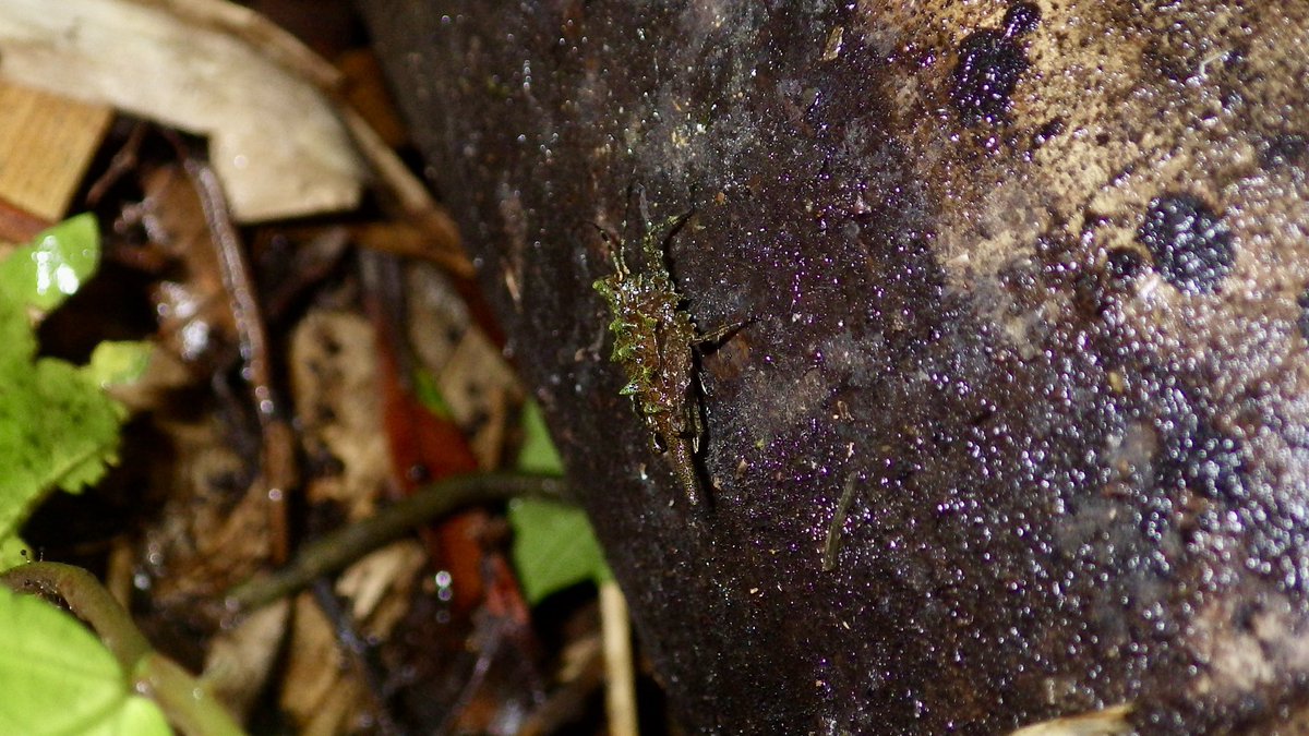 Insect_Bar tweet picture