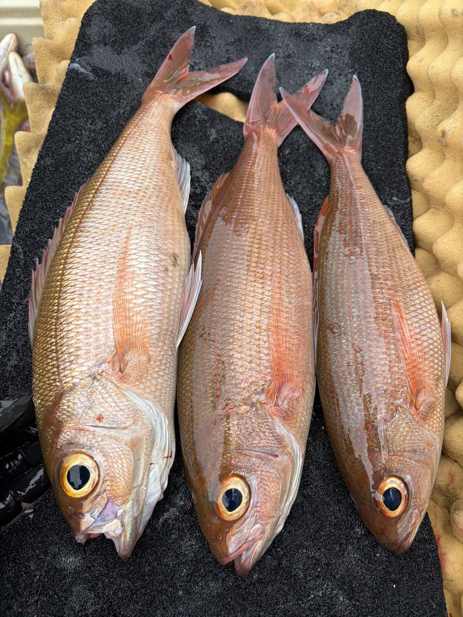 kifumarushop's tweet photo. 本日も美味しい魚揃いました🐟🐟
終盤はマリンロボで底物を狙いカサゴも釣れました https://t.co/SbfNMaxXm0