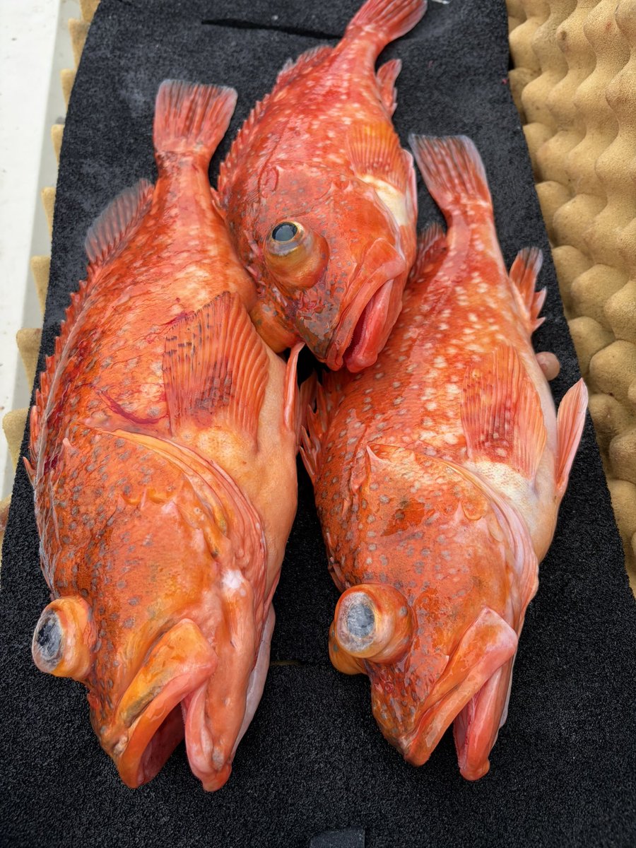 kifumarushop's tweet photo. 本日も美味しい魚揃いました🐟🐟
終盤はマリンロボで底物を狙いカサゴも釣れました https://t.co/SbfNMaxXm0