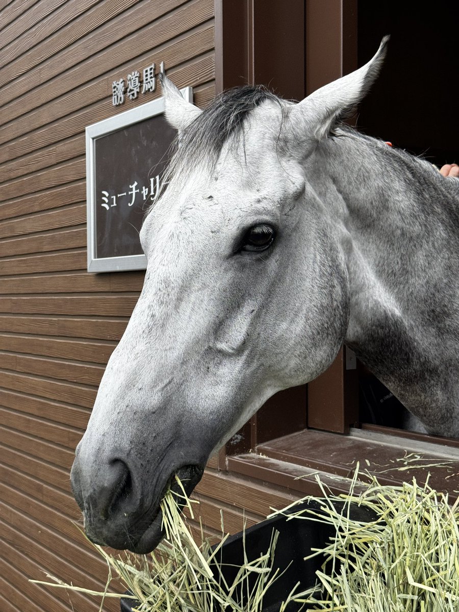 racehorse_f's tweet photo. #船橋競馬 開催最終日！

今日の誘導馬は
1-4、9-10レース  #タカラスノーウェーブ
5-8、11-12 レース #ミューチャリー

本日も9と12レースで誘導馬ふれあいタイムを予定してますが、天候や馬の調子により予告なく中止になる場合があります。

蒸し暑いので、熱中症などにお気をつけて！ https://t.co/5Cv9aaf5nT