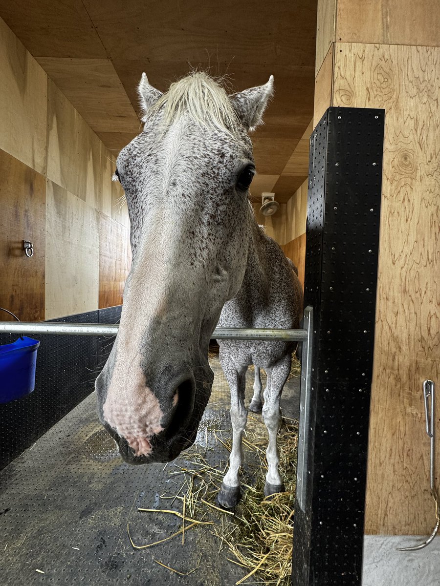 racehorse_f's tweet photo. #船橋競馬 開催最終日！

今日の誘導馬は
1-4、9-10レース  #タカラスノーウェーブ
5-8、11-12 レース #ミューチャリー

本日も9と12レースで誘導馬ふれあいタイムを予定してますが、天候や馬の調子により予告なく中止になる場合があります。

蒸し暑いので、熱中症などにお気をつけて！ https://t.co/5Cv9aaf5nT