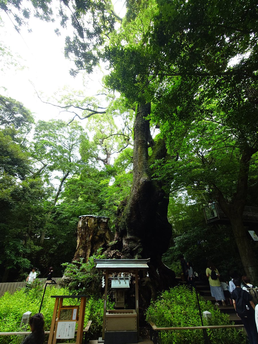 konoha_252's tweet photo. 来宮神社の御神木
樹齢2000年は伊達じゃない https://t.co/lNWsI1fcrF