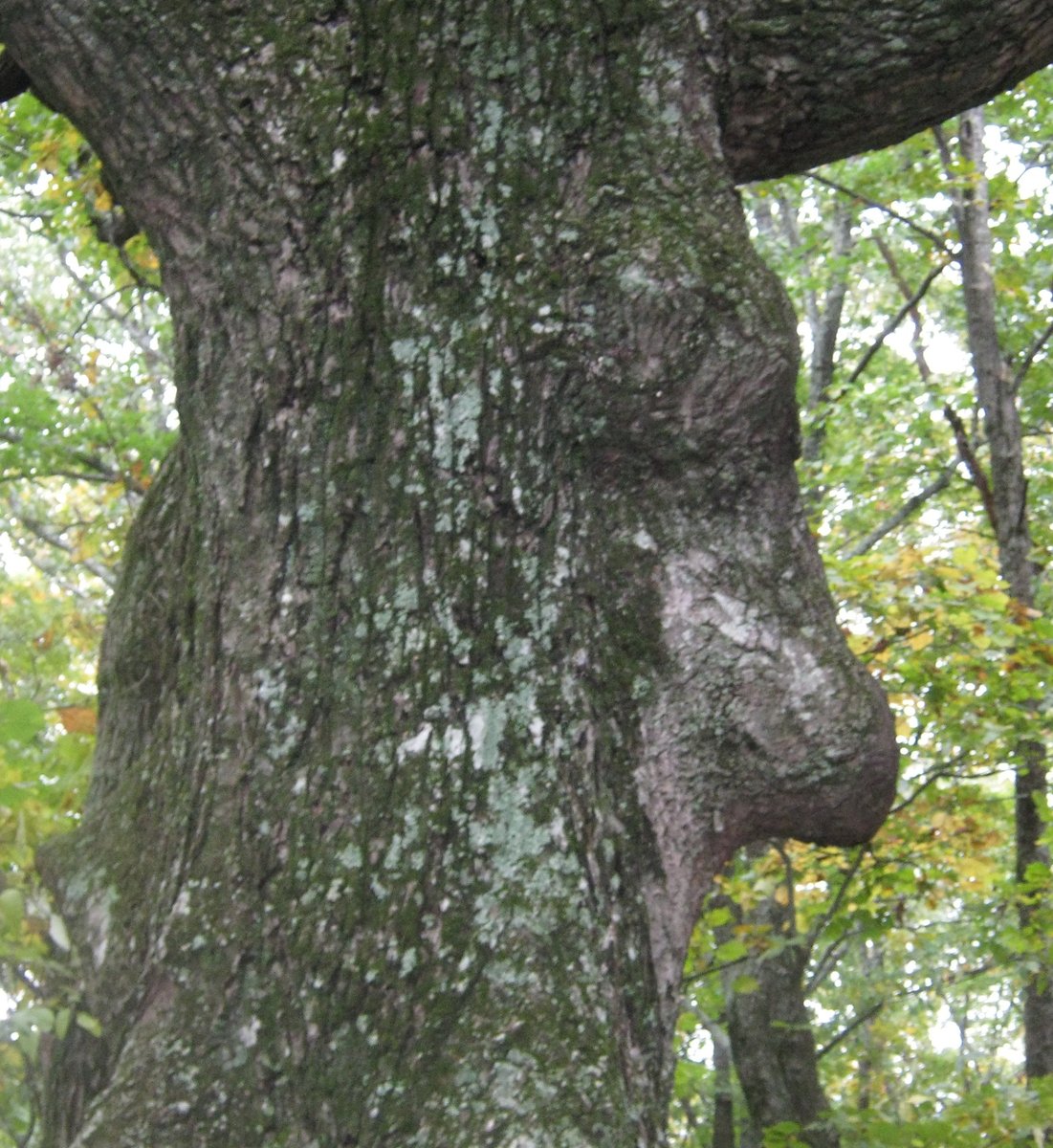 CurtLock4583's tweet photo. Ent tree. https://t.co/2x4ffLTz1d