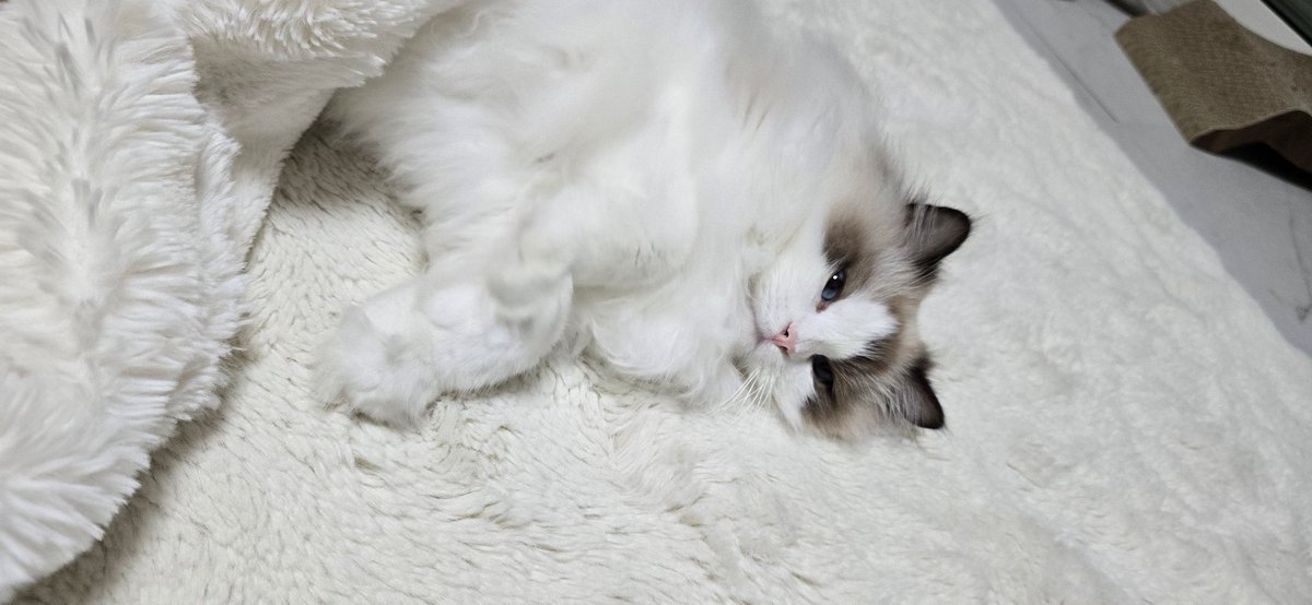 shiii_game's tweet photo. るるももう6ｷﾛか〜
でかくもふもふになったな😸
もうすぐ1歳🐈‍⬛ https://t.co/ZcMvgvOcD5