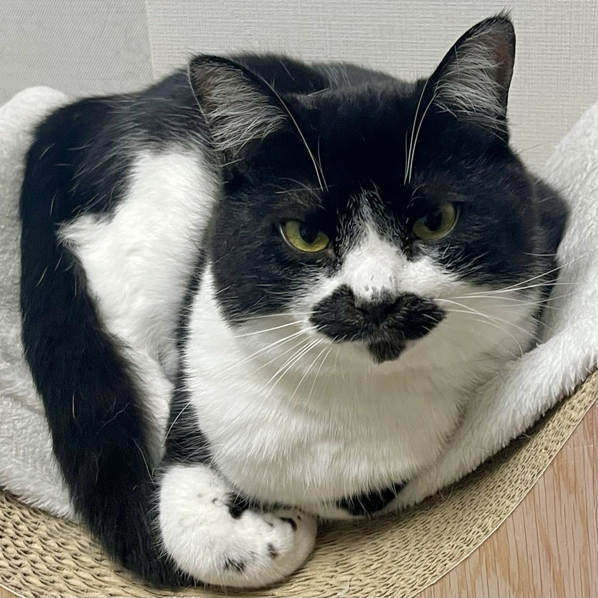 sousaism's tweet photo. 寝起きキャット
#猫のいる生活 https://t.co/oLLcEcIEBc