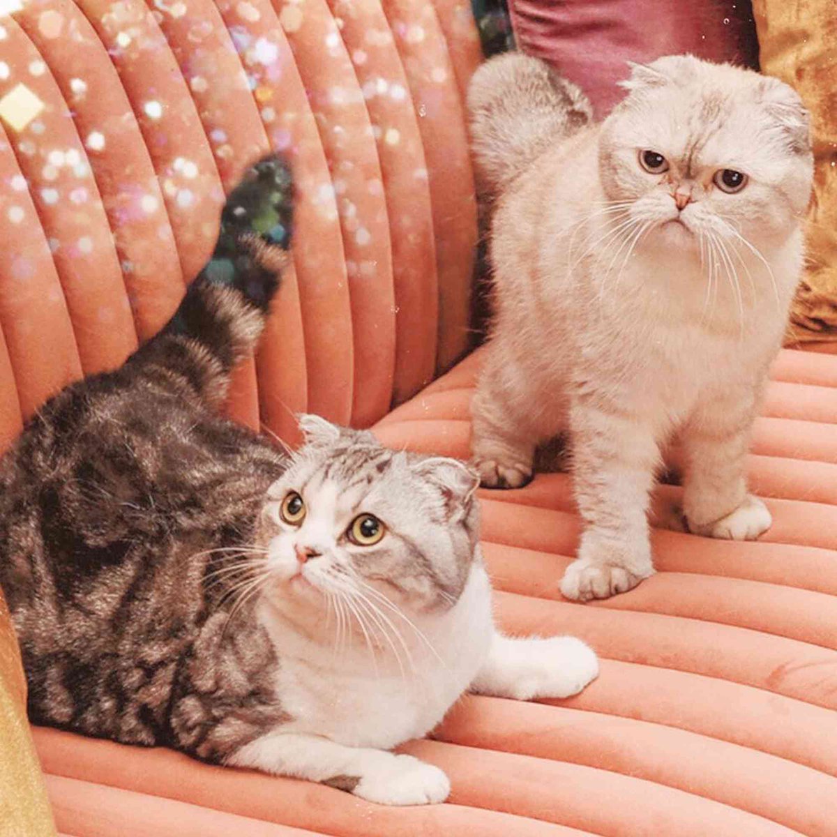 EndGameTS13's tweet photo. Am I the only one wondering if they had a role in the royal wedding ?!? 🐈

Congratulations to Taylor and Travis !! 

#TaylorSwift #TravisKelce #MSG https://t.co/W4oWhU9jON