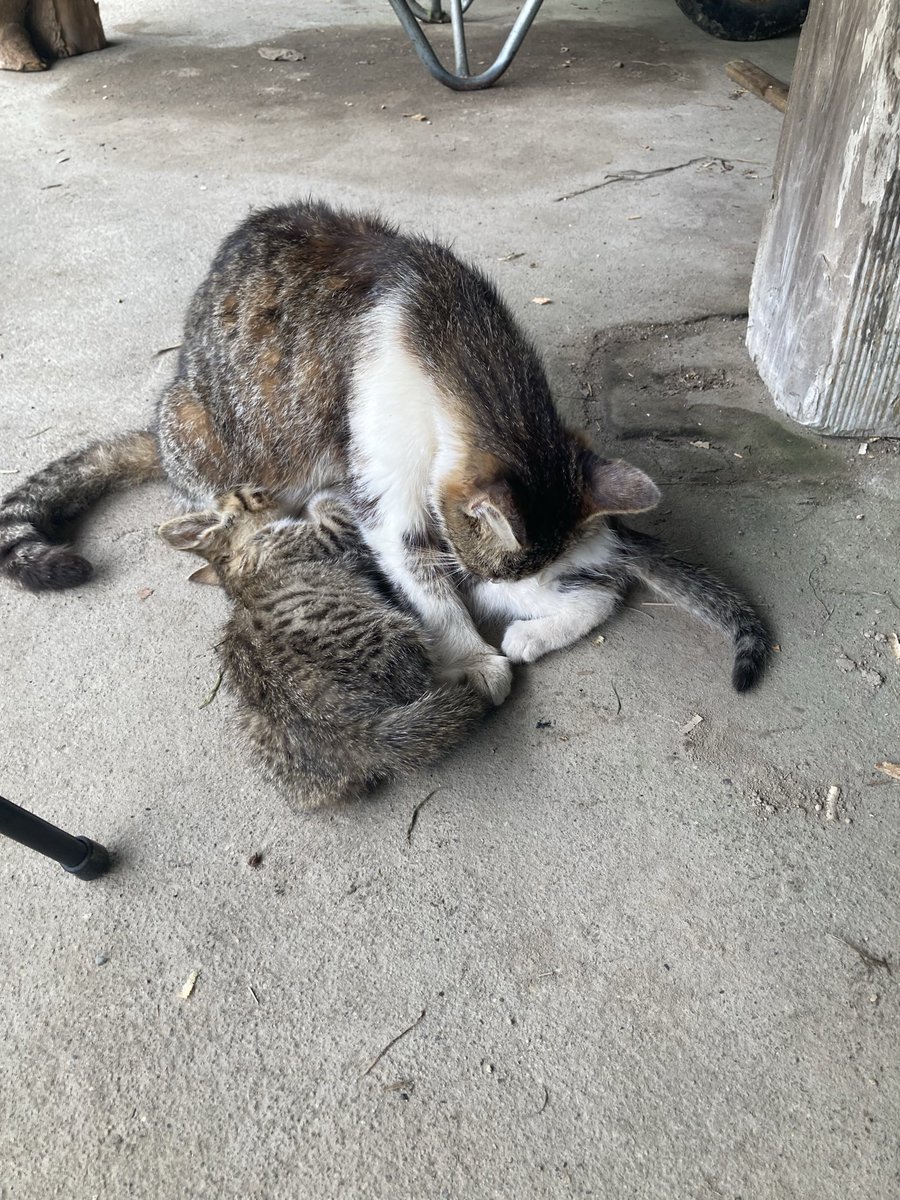 yu8311208's tweet photo. おはようございます！
今朝は玄関に頭部と分離されたモグラのトラップが仕掛けられており、気づかず踏んでしまいました。
これは悪質な嫌がらせです。
犯人を探しています。
#古民家暮らし #田舎暮らし #猫 https://t.co/EUMl6zurOR