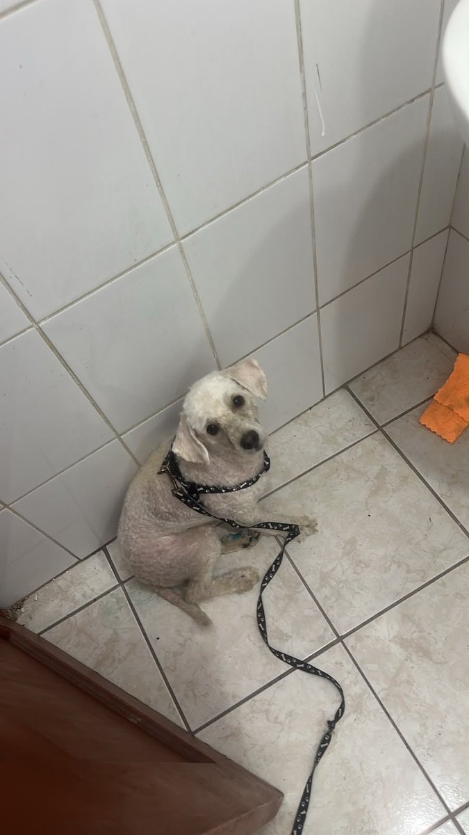 AlertaMePerdi's tweet photo. #ENCONTRADO #GUAYAQUIL
Fecha: 2026-07-03
Sector: Norte, Samanes a la altura de Centro comercial Polaris
Sexo: Macho
Raza: Tipo poodle
Observación: Está con el pie roto por qué recibió un golpe
Contacto: 0967309738
¡Ayúdalo a volver con su familia!
 #AlertaMePerdí https://t.co/47mkCAQm6R
