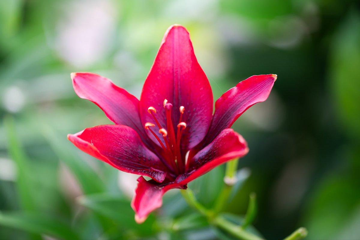 tomopen0616's tweet photo. またまた同じく庭で咲いてたスカシユリ🌺
花言葉は花言葉は「注目を浴びる」「飾らぬ美」「親思い」「子としての愛」だそうな🤔 https://t.co/hsK3QpQx87