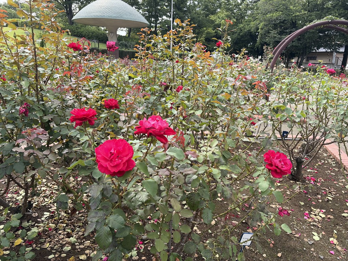 Tenty17's tweet photo. バラも咲いていた。 (芸術の森公園 貢川1-5, 甲府市, 山梨県, 400-0065, JP) https://t.co/AoBbtxPoBB https://t.co/O9g1DWEOmX