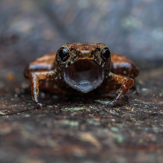 NarcoNeocon's tweet photo. @iohndee Need frog money. https://t.co/qXaScDVZ63