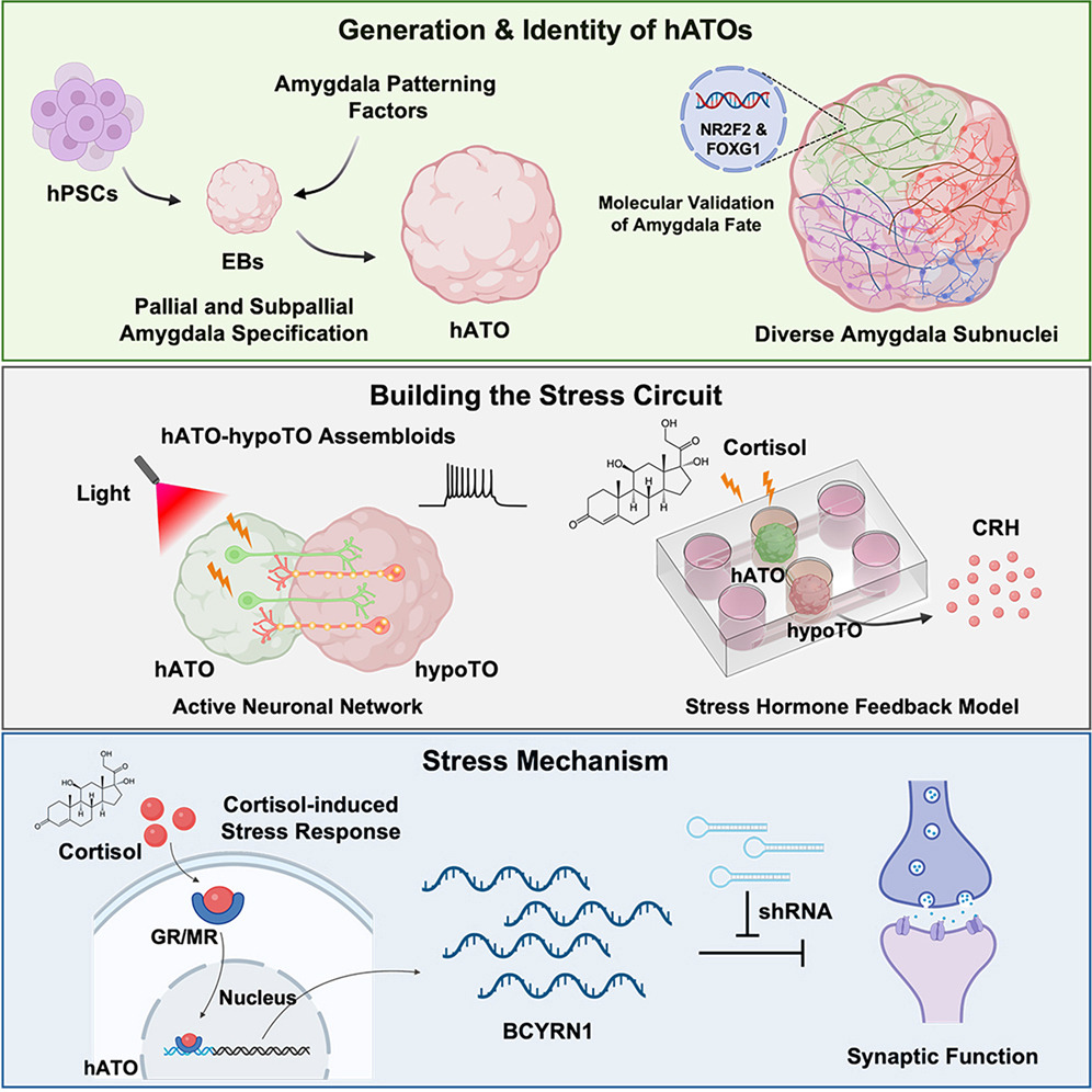 organoidscience's tweet photo. 🧠 Researchers have developed human amygdala-like telencephalic organoids that model stress circuitry by connecting them with hypothalamic #organoids. @CellStemCell

▶️ https://t.co/POlSqU2Rll https://t.co/SNg7V0mtv2