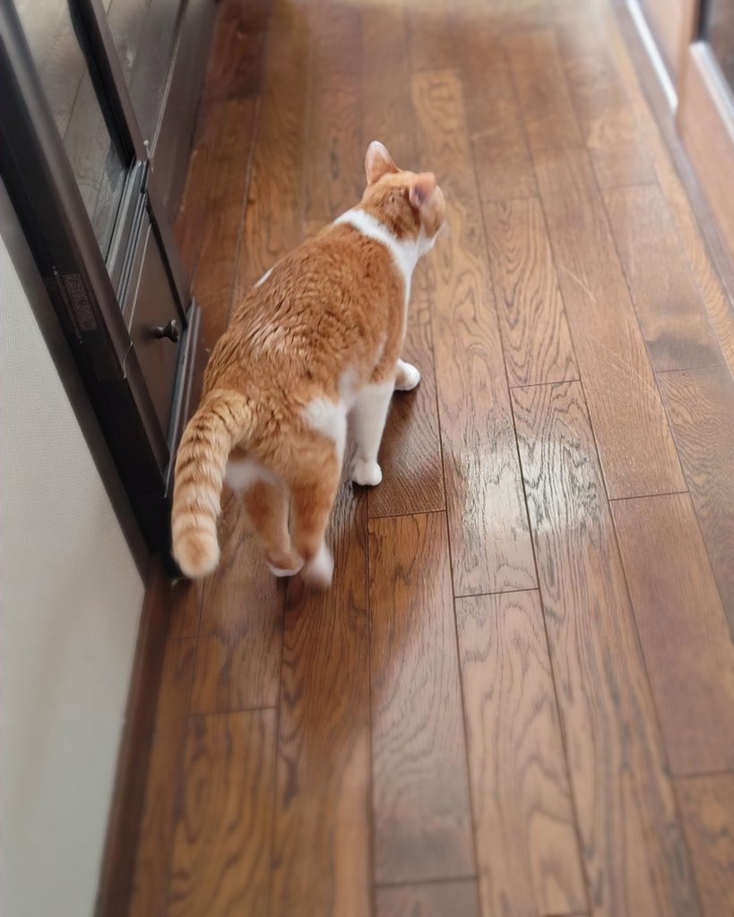meechan50's tweet photo. 廊下を歩くねこ。
お尻尾がちょっと太くなってます。

#なんでやろ
#ねこのいる暮らし
#ねこのいる幸せ https://t.co/k0WlQn6kEU
