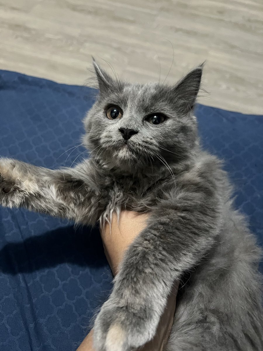 mickeyeontan's tweet photo. hi.. aku sepertinya mau open adopt nami (bermahar), anak dari persia med &amp; persia x mainecoon, anak ini baru 3 bulan, udh bisa pip &amp; pup di pasir juga yah🙏🏻 dm aja makasii🙏🏻 cari babu baru yang mau berteman dengan babu lama (aku) juga yah hihi😊🙏🏻 https://t.co/4YUsGWTW4H