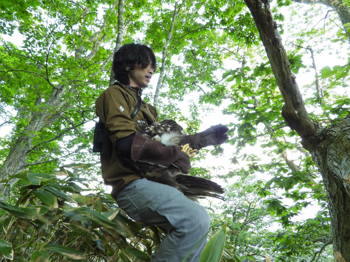 raptor_biomed's tweet photo. 先日、知床半島で保護されたオジロワシの巣立ち雛。側溝に落ちて衰弱していましたが、治療によって元気を取り戻したため親元に返しました！
親鳥にしっかり育てられているかを確認するため、小型の衛星送信機を使って引き続き動向を見守りたいと思います。

#オジロワシオオワシ保護増殖事業 #釧路湿原野生生物保護センター #猛禽類医学研究所