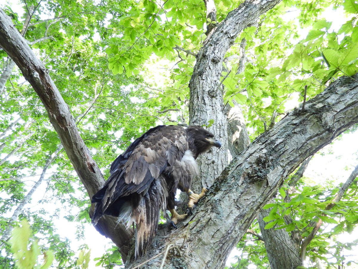 raptor_biomed's tweet photo. 先日、知床半島で保護されたオジロワシの巣立ち雛。側溝に落ちて衰弱していましたが、治療によって元気を取り戻したため親元に返しました！
親鳥にしっかり育てられているかを確認するため、小型の衛星送信機を使って引き続き動向を見守りたいと思います。

#オジロワシオオワシ保護増殖事業 #釧路湿原野生生物保護センター #猛禽類医学研究所