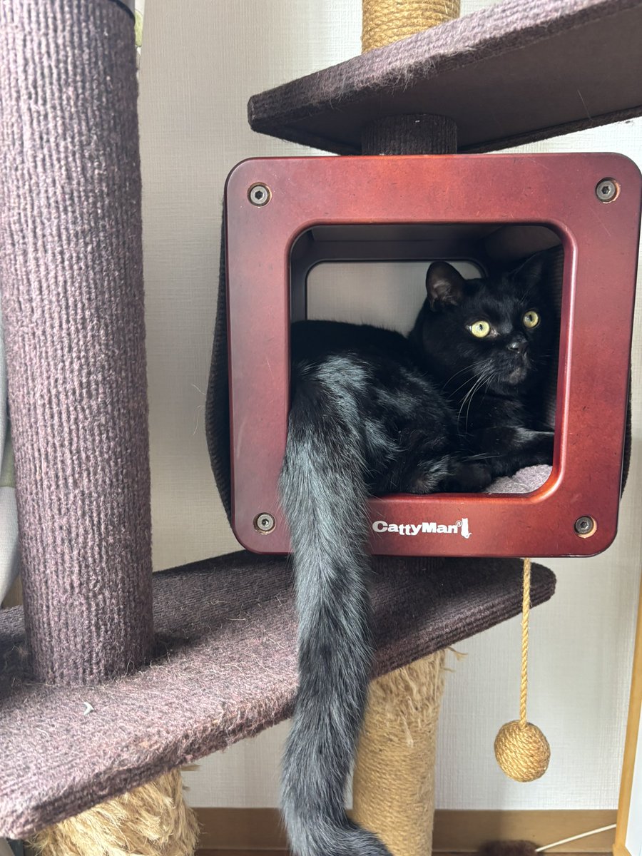 ★黒猫★ 土曜日の黒猫🐈‍⬛ 6.35 彼はまだ知らない。 おねーちゃんが今日実家
