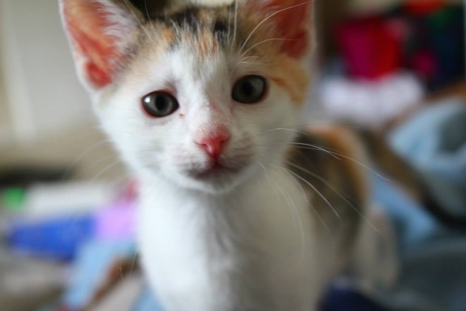 captaingooser's tweet photo. @sailboatships @TheTickerIsACat his name is cloud this is tifa ☺️ https://t.co/BbmD3AmWrh