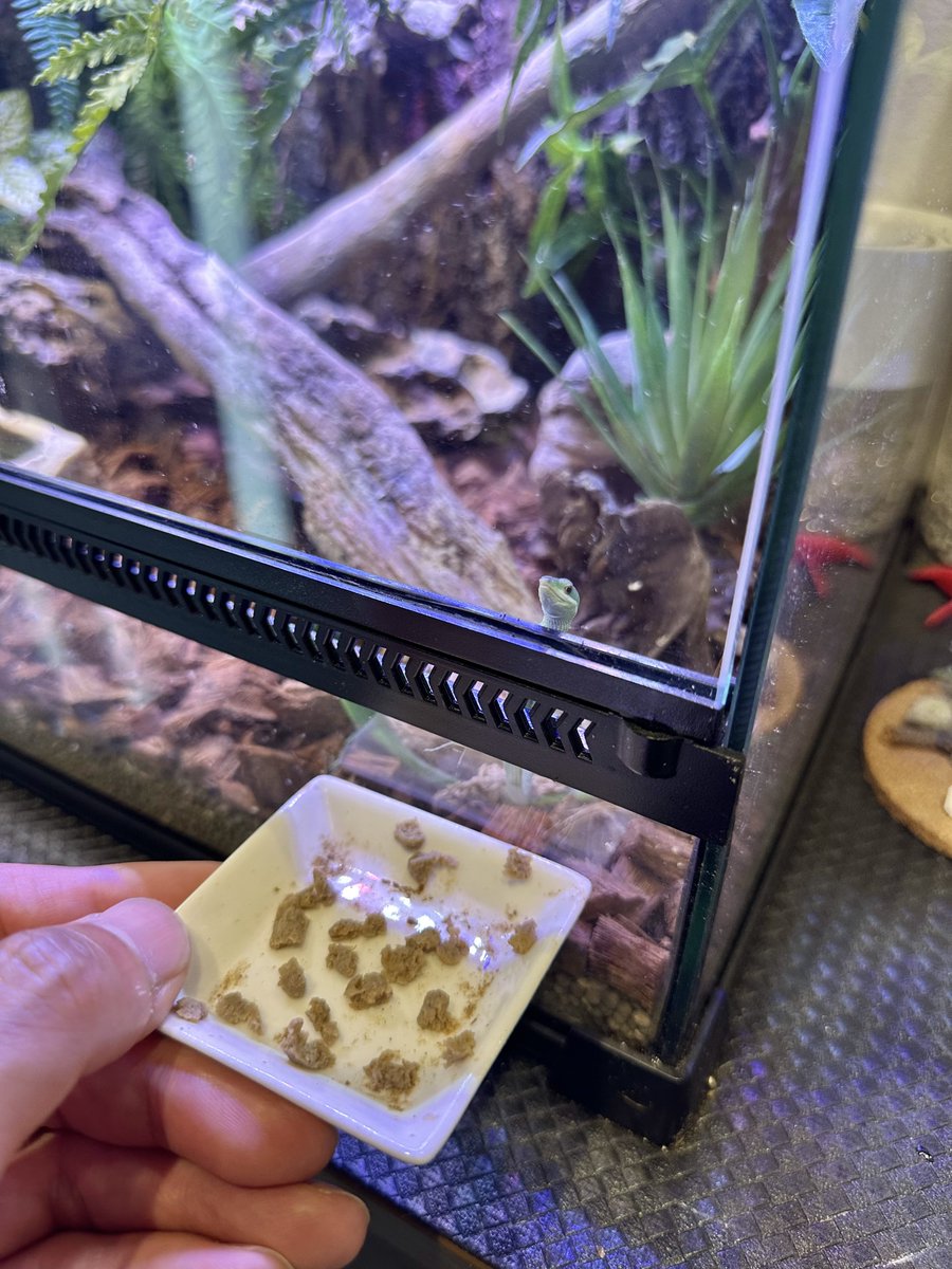 pisuke_hachu2's tweet photo. レオパドライ大好きっ子たち🦎
#アオカナヘビ https://t.co/XHWFtMQWMU