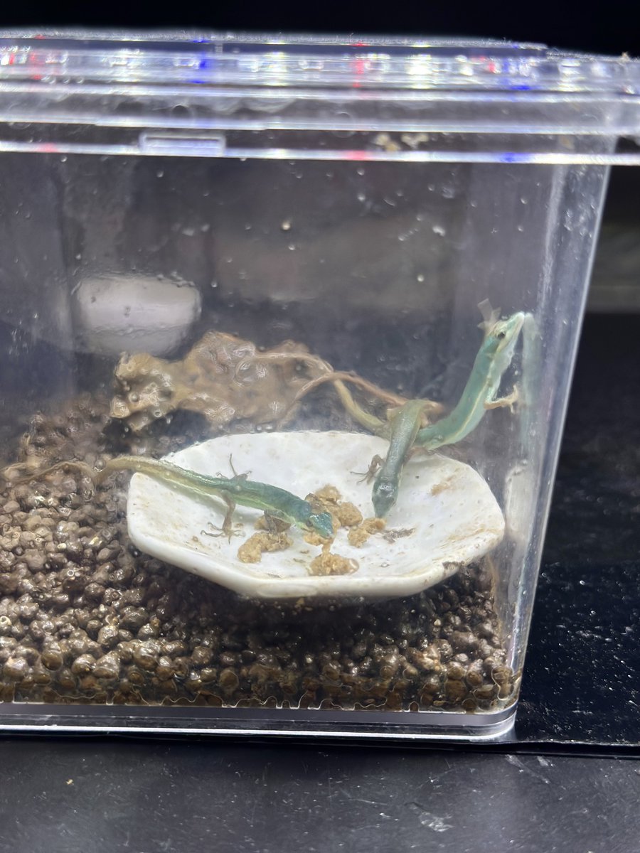 pisuke_hachu2's tweet photo. レオパドライ大好きっ子たち🦎
#アオカナヘビ https://t.co/XHWFtMQWMU