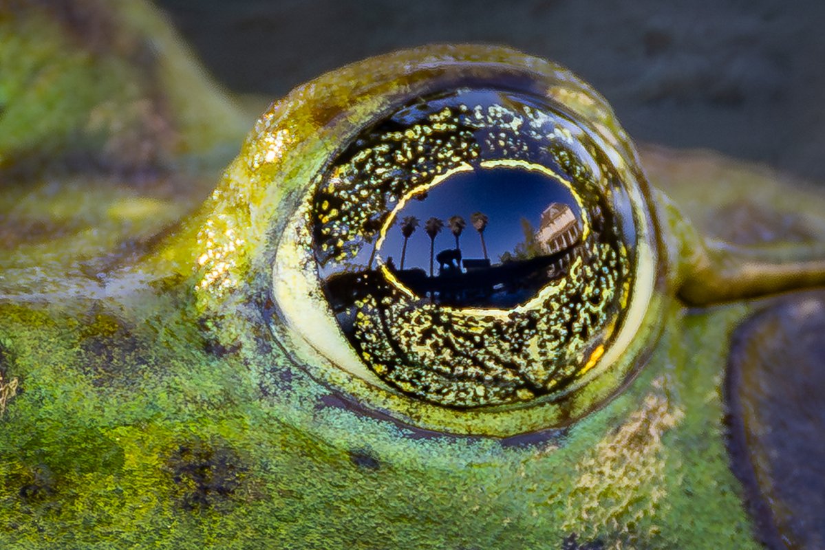 aHeartSoFull's tweet photo. Let's see those eyes! 👀📷

Look close 👀
#Eyes #Reflection #Toad #Naturephotography https://t.co/N5nHR0lpgn