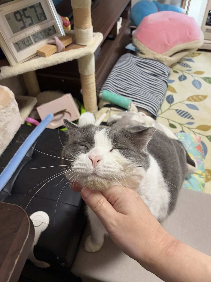 poteticocoa's tweet photo. 今日の朝ごはんのおかわりおねだり阻止するゴッドハンド https://t.co/cn02i0ThEK