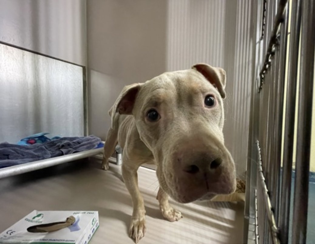 BeeDoDoobieDo's tweet photo. new little guy on the block....👋say hi
to Tattoo😉 

🥲found stray or abandoned w/no notes, I do 
see some ribs peeking out so he is THIN
😌shelter says playful and cute

His eyes say it all, please help me, please love me, please get me out of here😥
https://t.co/9kXDde3WoJ 
Adopt  🤎 Foster 🤎 Pledge4RescueSupport