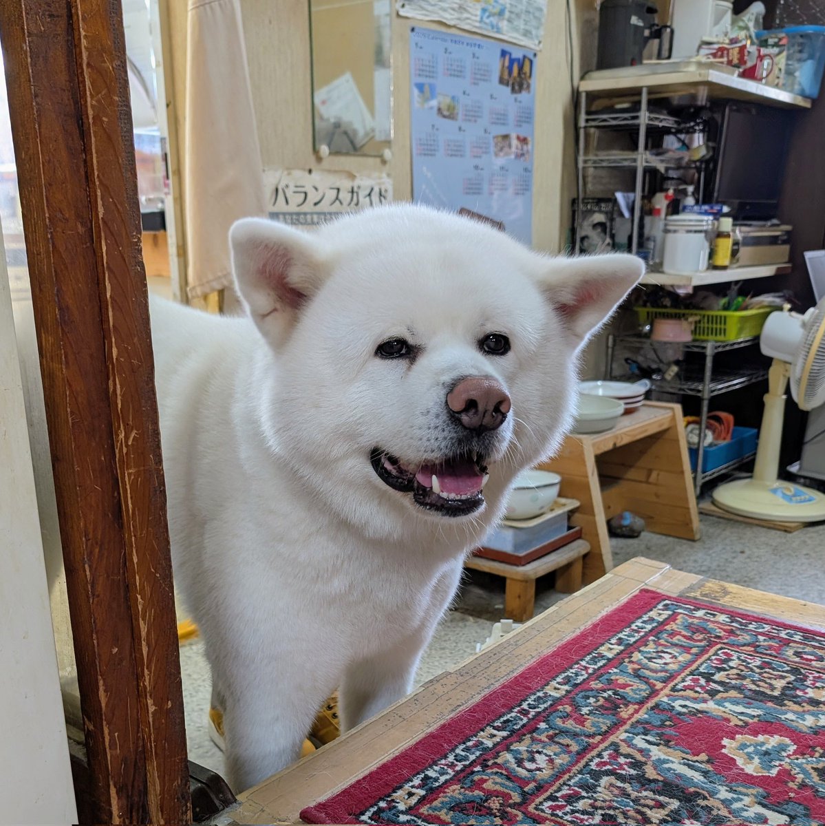 Evan75580gru's tweet photo. 白岳君は遠慮深いところがあり、梅子ちゃんが部屋で歓迎中は出入口で笑顔で待っていました。なんて健気な姿、とてもカワイイ🥰
#リカーショップたかはし 
#秋田犬 
#白岳 https://t.co/74ITtdBs0U