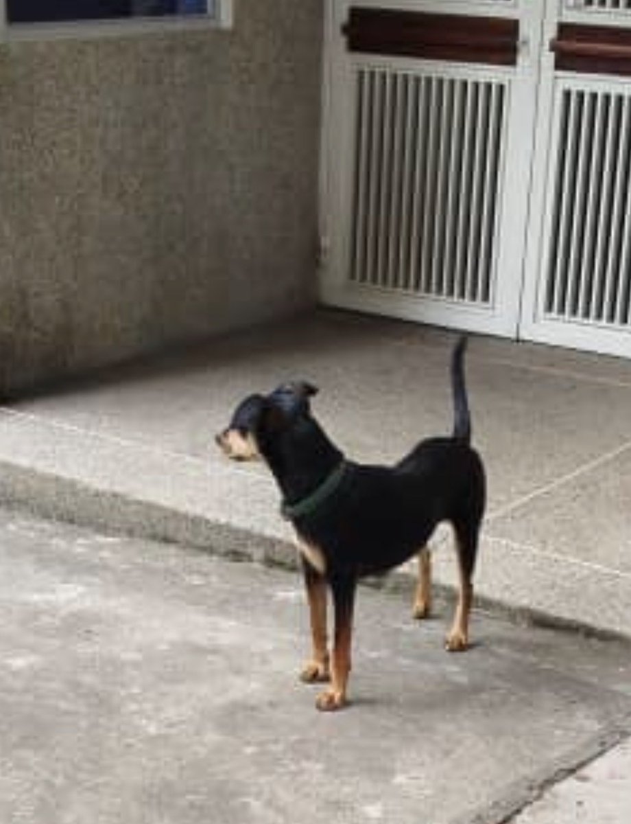 Van_Caroline's tweet photo. Esta perrita apareció hoy en Terrazas del Ávila. Si alguien la reconoce o sabe quiénes son sus dueños, por favor envíenme un DM. Ayudemos a que regrese a su casa. https://t.co/JusV28Ocy4