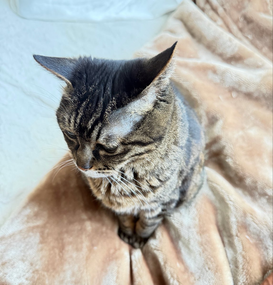 DenebPecora's tweet photo. 朝、靴下を履いてるところを何か言いたげに観てくる猫 https://t.co/8FWMimrQsz