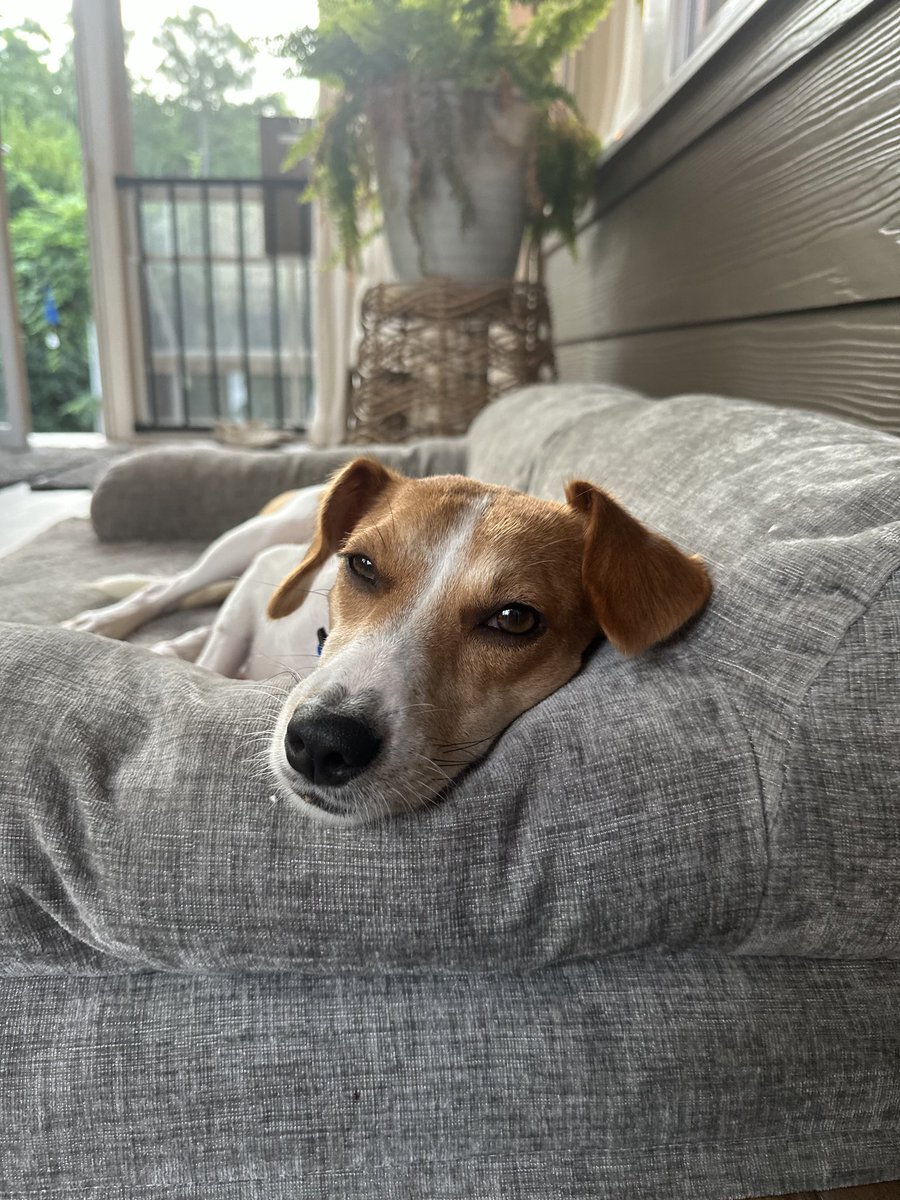 LolaPatolla's tweet photo. Meanwhile Daisy is thankful to be done being a teen mama cause she’s just a baby herself 🥹♥️! https://t.co/BP8DQVf6Lw