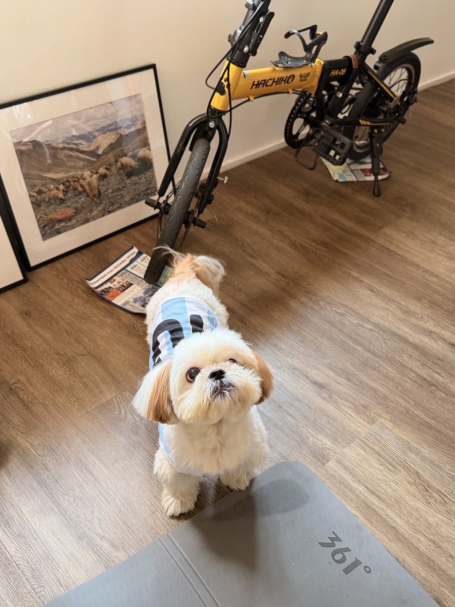 madthingy's tweet photo. Relief that my dog can still proudly wear the Messi jersey. But the world will forever remember #caboverde for the way they announced themselves at the 2026 World Cup. #argentina FTW https://t.co/WOIAYA6ysS