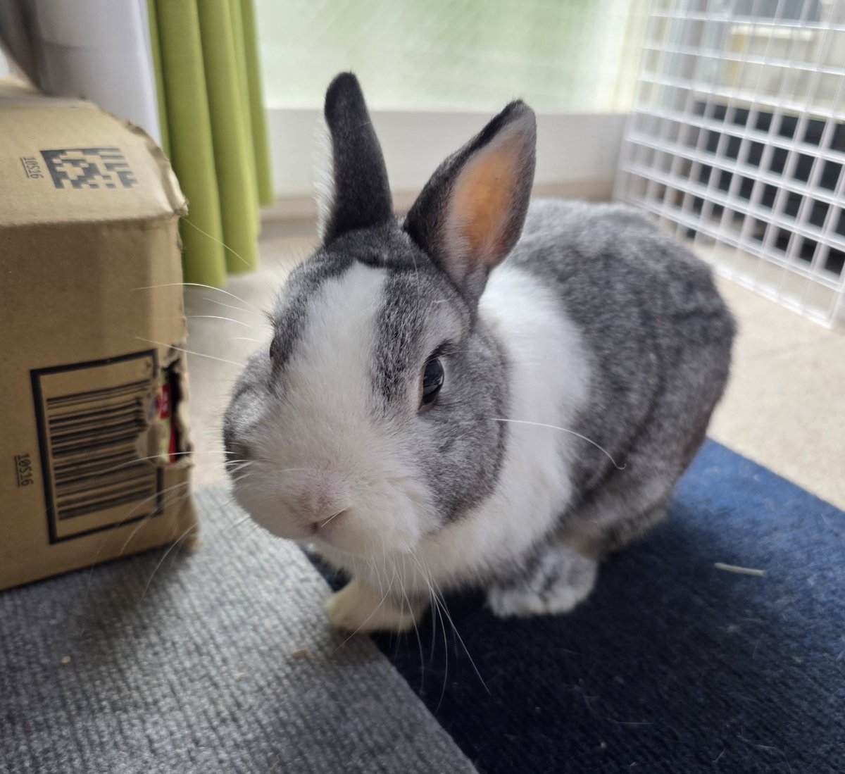 おはようございます😊🐰🐰🐰🐰 #うさぎ