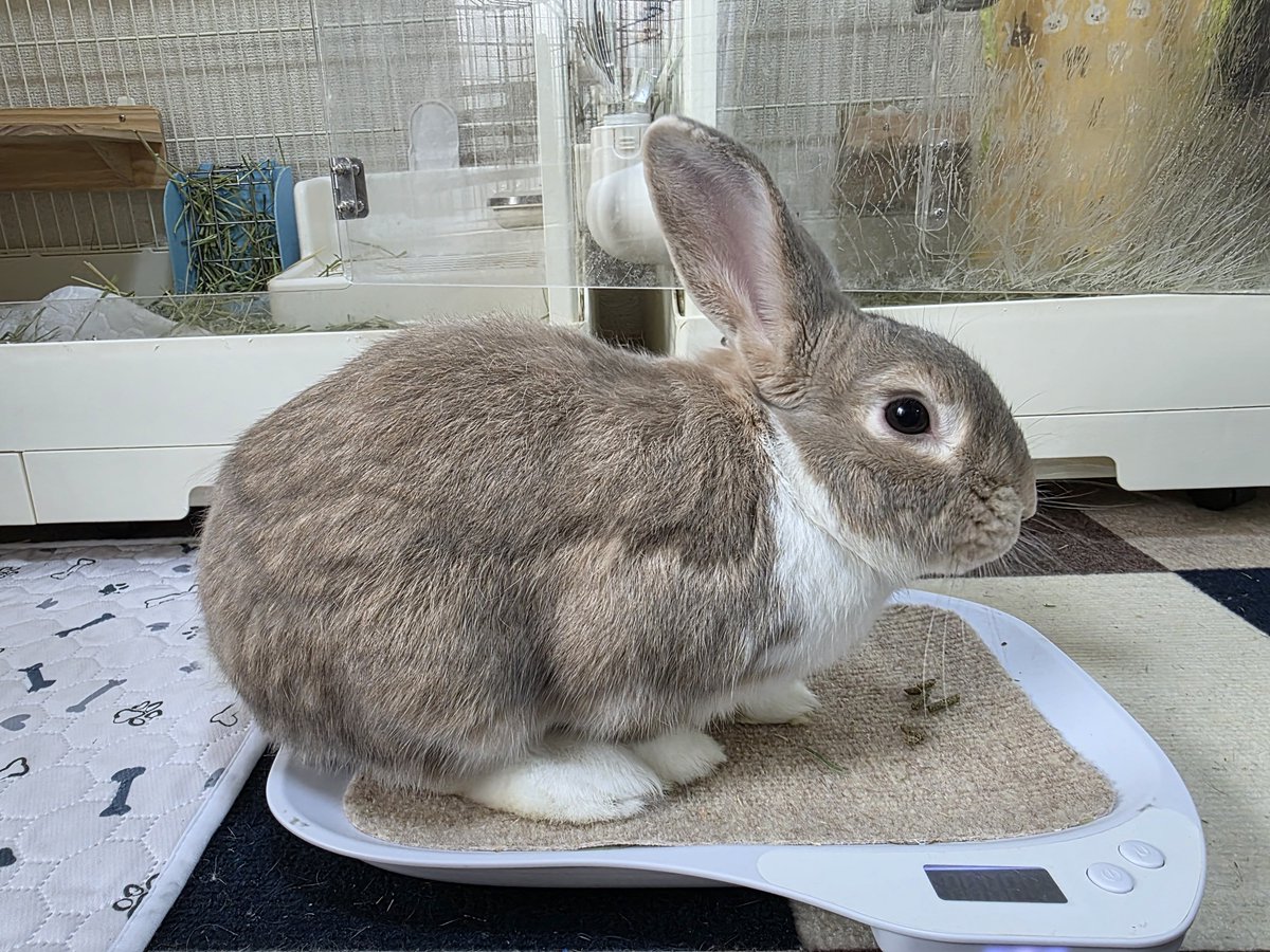 おはようございます😊🐰🐰🐰🐰 #うさぎ