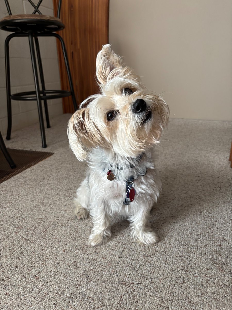 dandyoutlaw's tweet photo. he's all ears https://t.co/9WrXe4DpS0