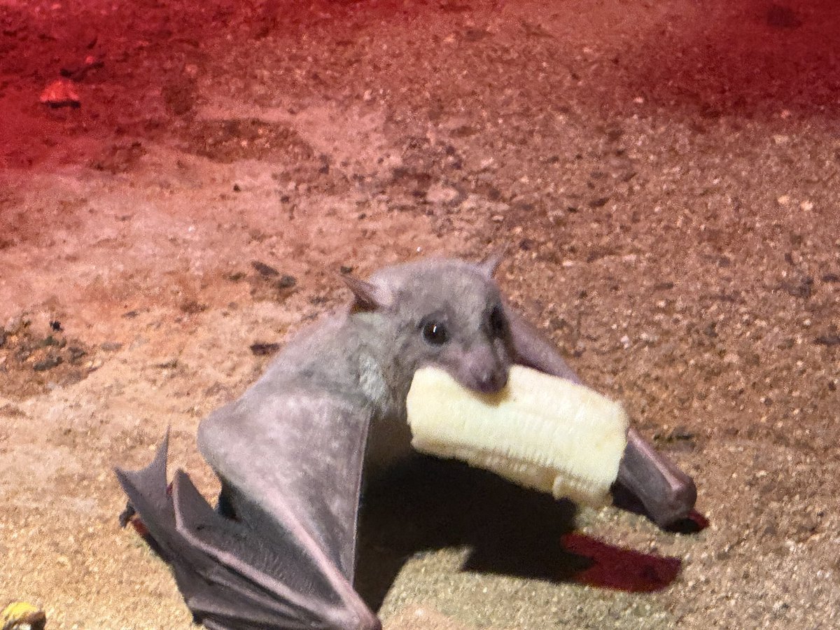 Valenzuela_171's tweet photo. 今一番けもフレでhotな動物 https://t.co/WHlBo363z2
