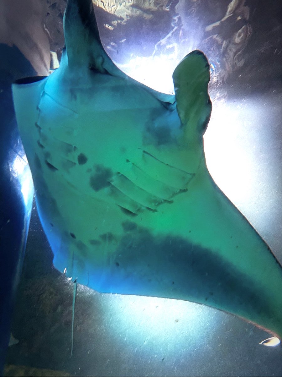 dswpxw's tweet photo. 最近  水族館
photo https://t.co/7pCDmkiFTg